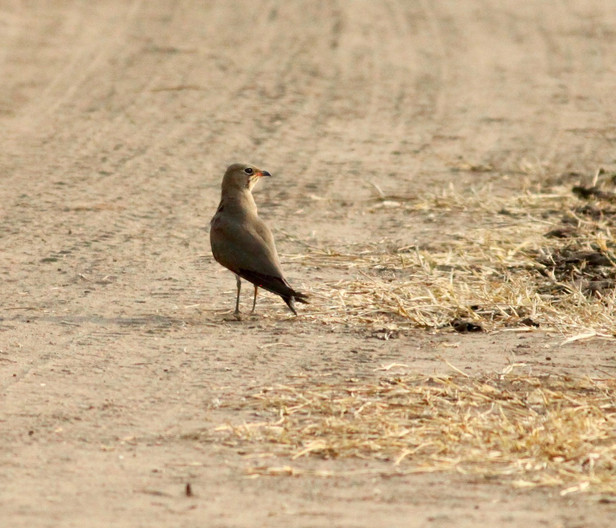 Collared Pratincole - ML111085471