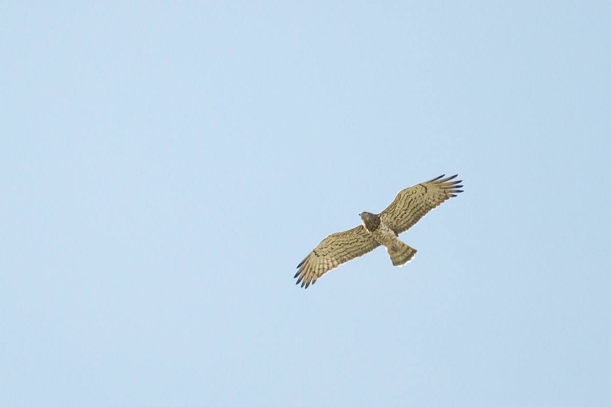 Short-toed Snake-Eagle - Etienne Artigau🦩