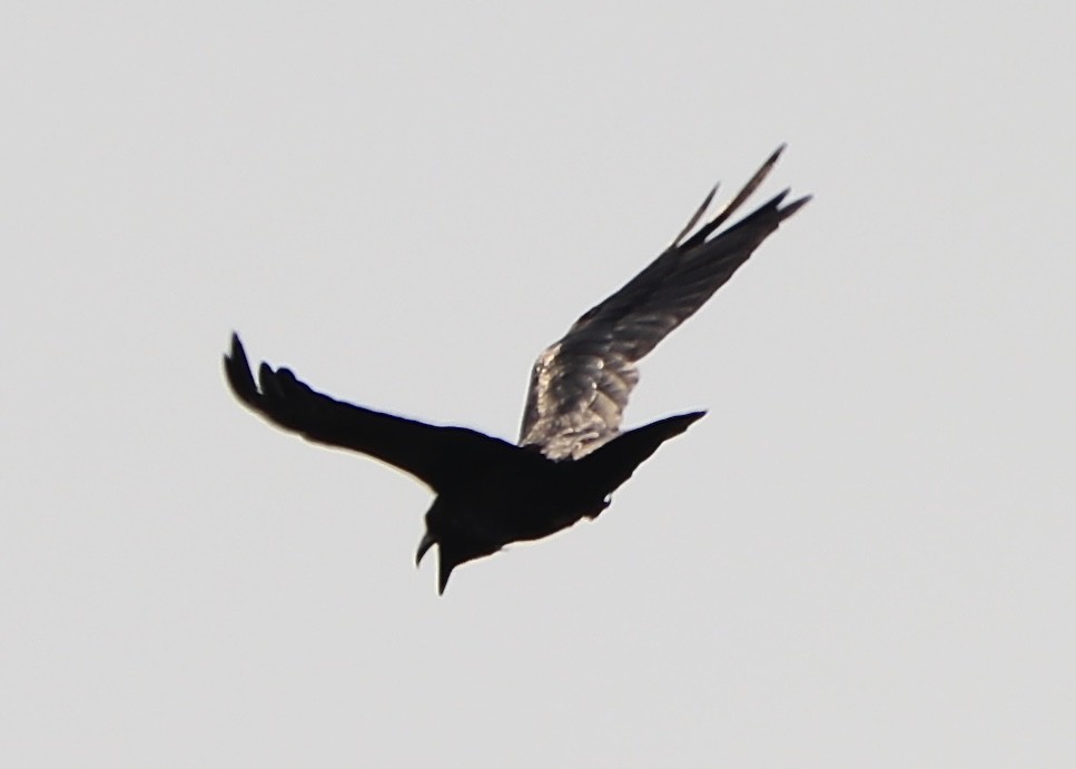 Common Raven - ML111086351