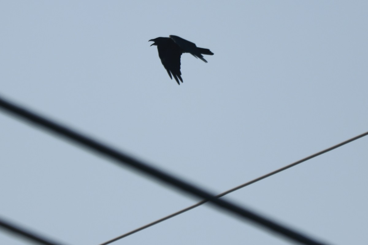 Common Raven - ML111086381