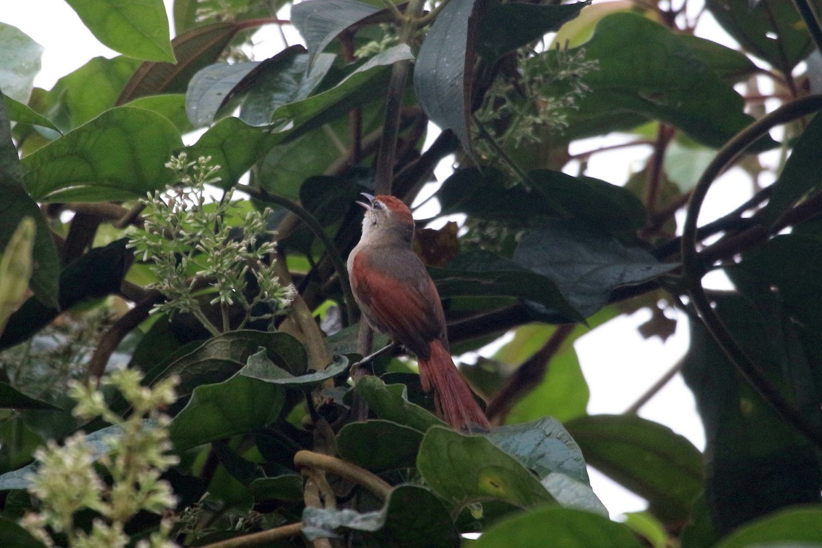 Line-cheeked Spinetail (Line-cheeked) - ML111086571