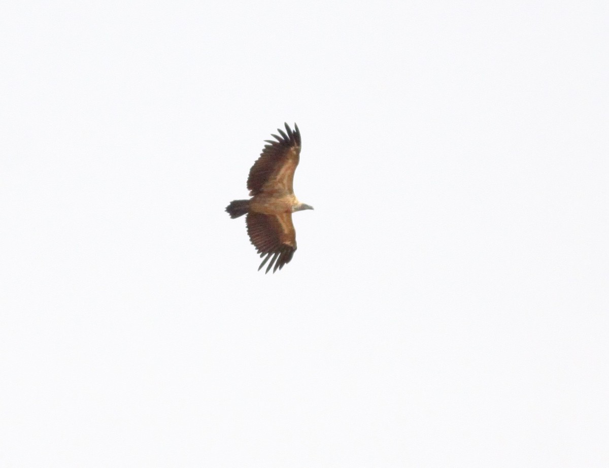 White-backed Vulture - Roger Clark