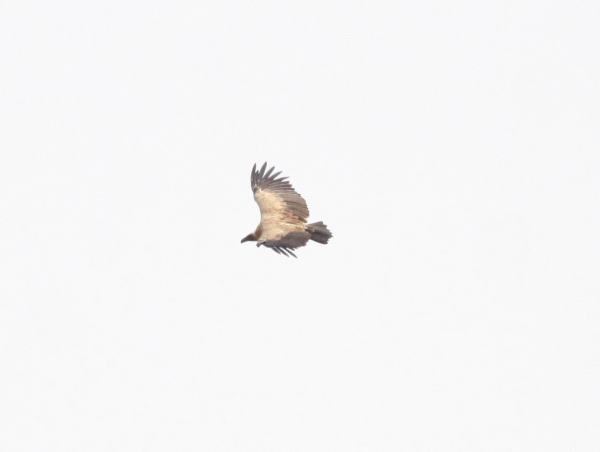 White-backed Vulture - ML111087591