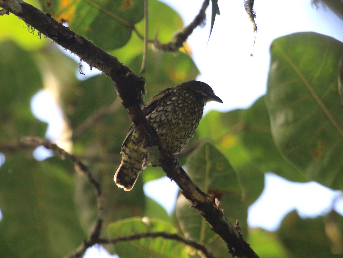 Scaled Fruiteater - ML111087641