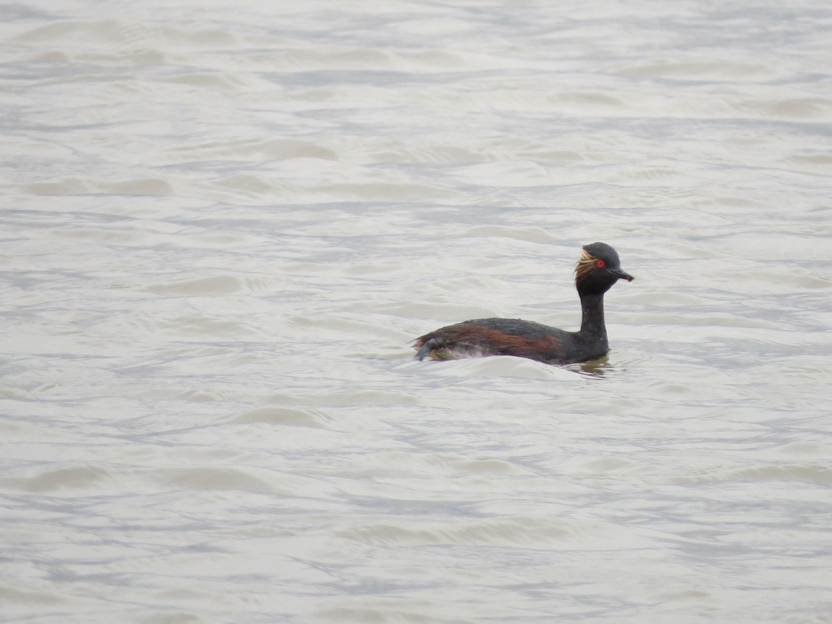 Eared Grebe - ML111088011