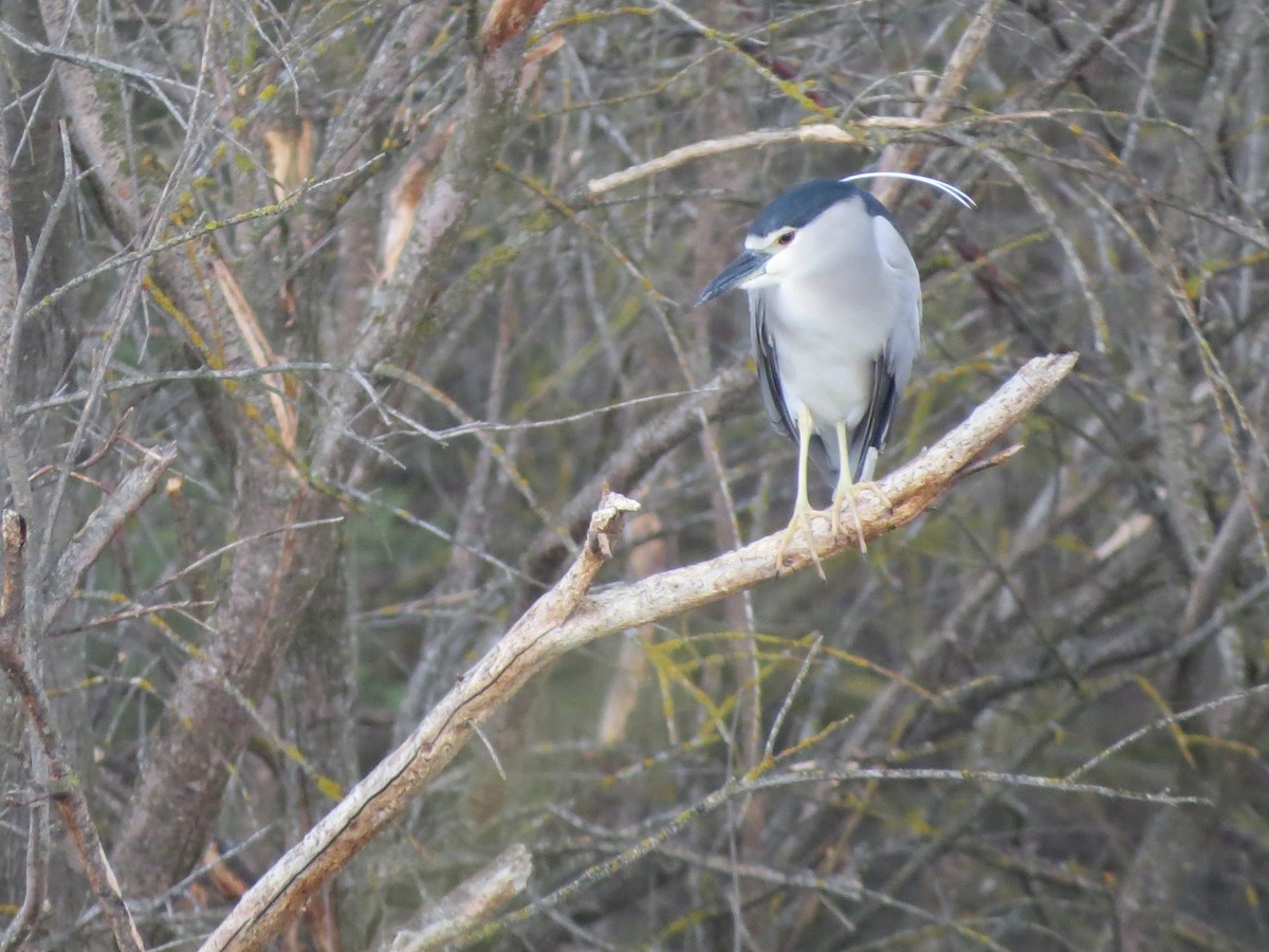 Black-crowned Night Heron - ML111088341