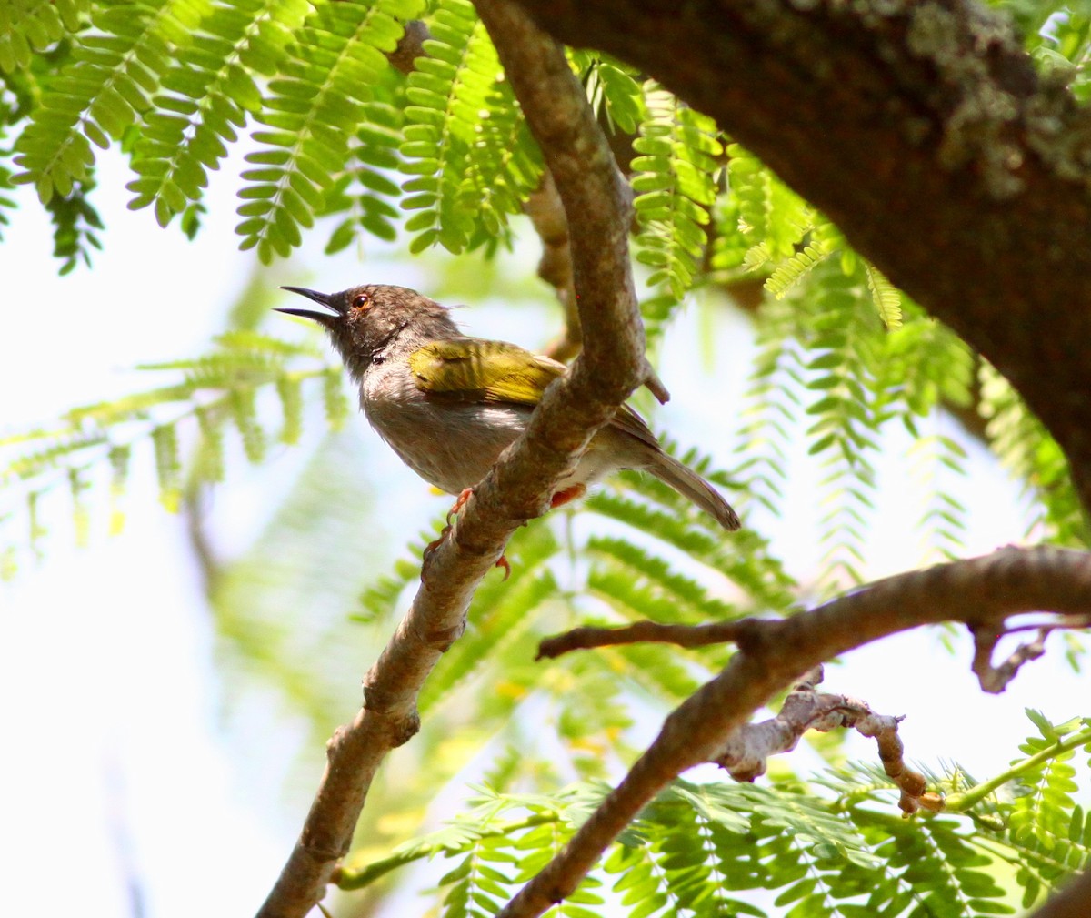 Green-backed Camaroptera (Gray-backed) - ML111089291