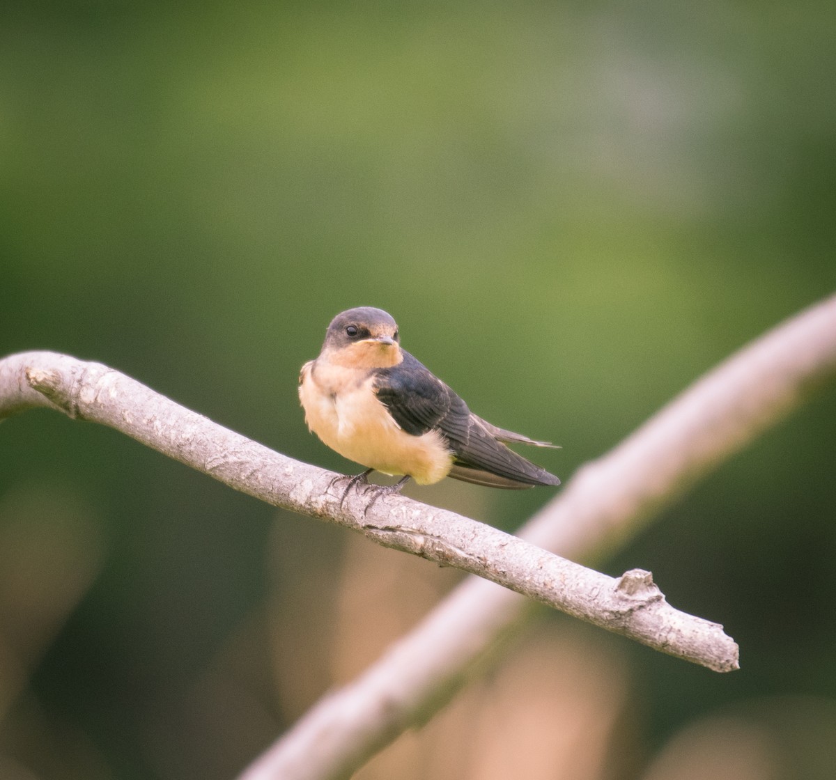 Barn Swallow - ML111089691