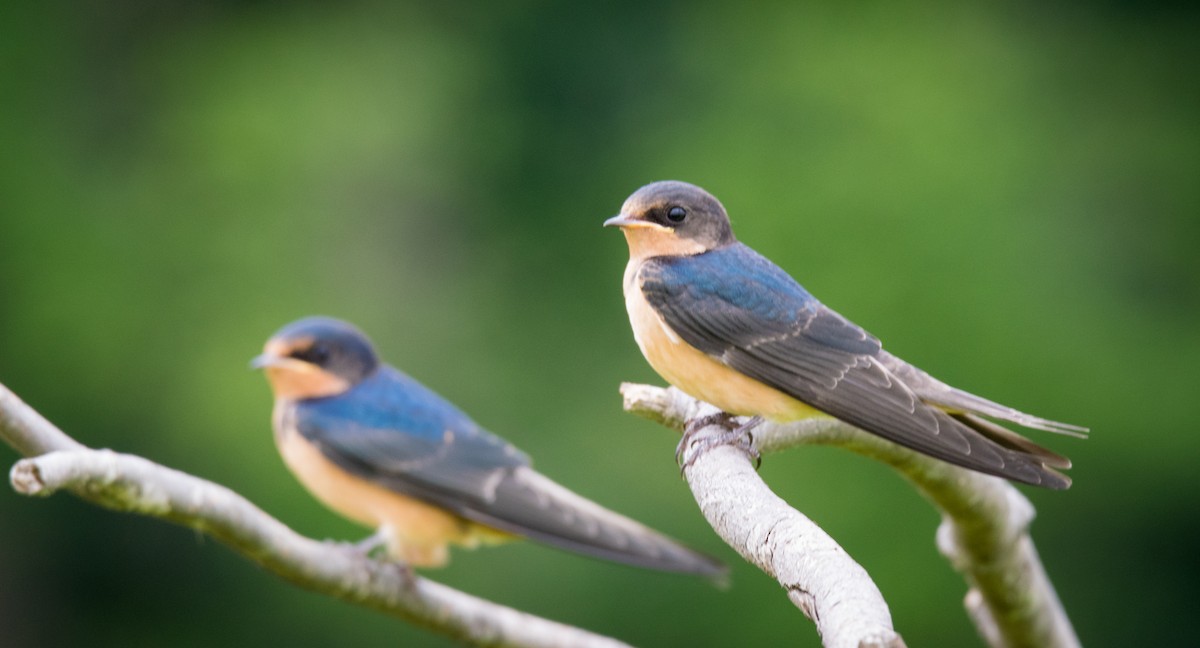 Barn Swallow - ML111089711