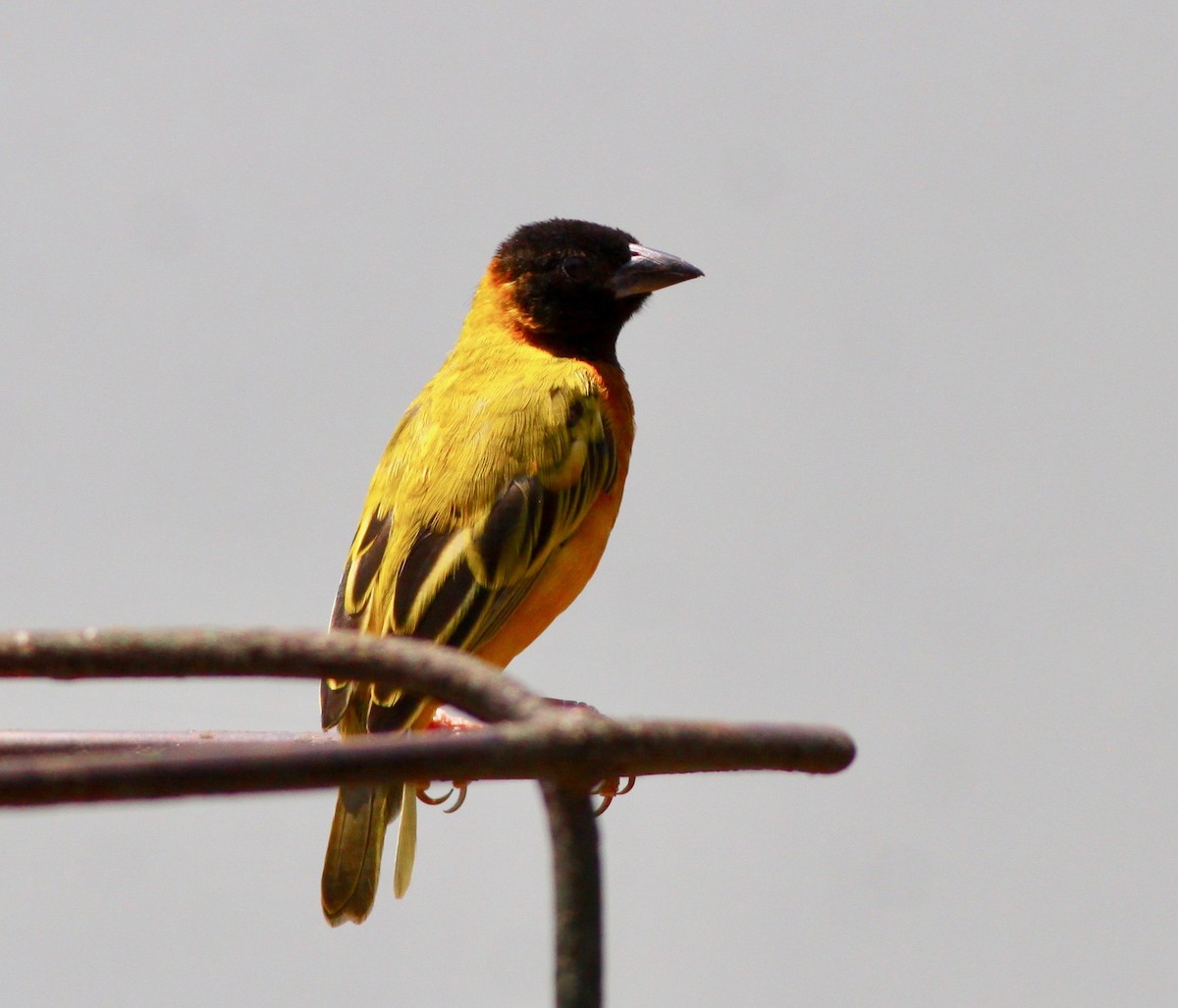 Black-headed Weaver - ML111089721