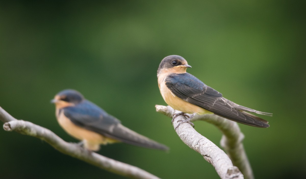 Barn Swallow - ML111089771