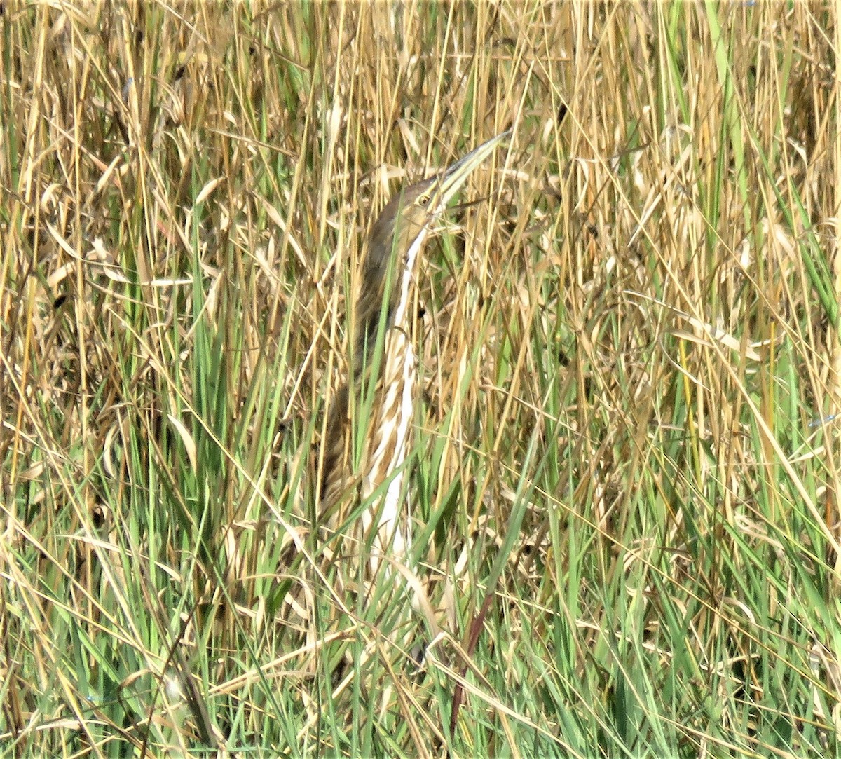 American Bittern - ML111090761