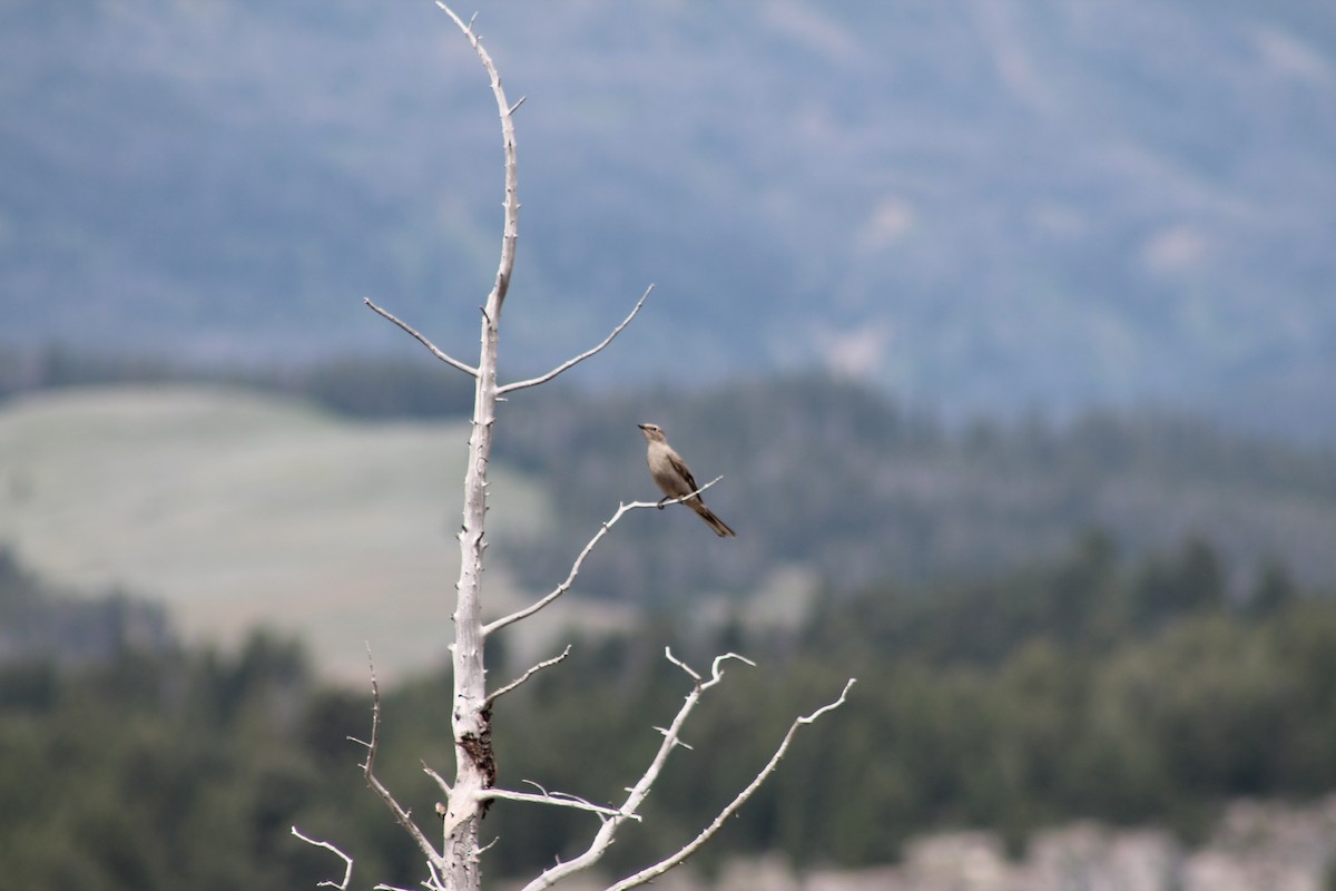 Townsend's Solitaire - ML111090791