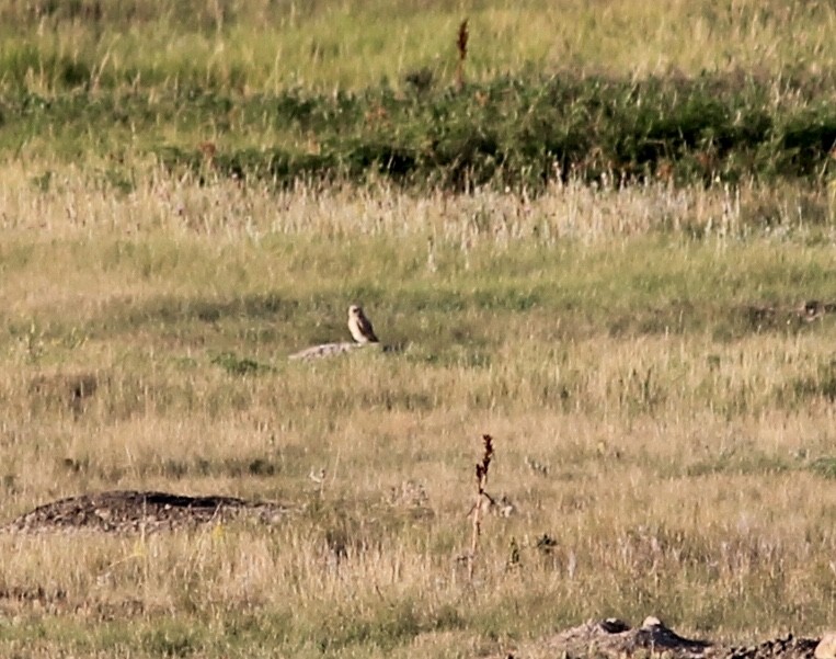 Burrowing Owl - Kaia Colestock