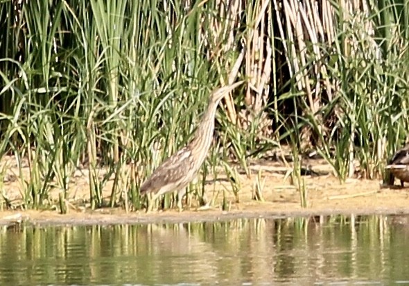 Schwarzbart-Rohrdommel - ML111092731