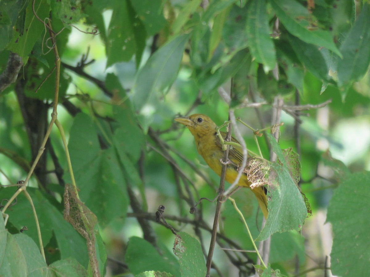 Summer Tanager - Kathy Carroll