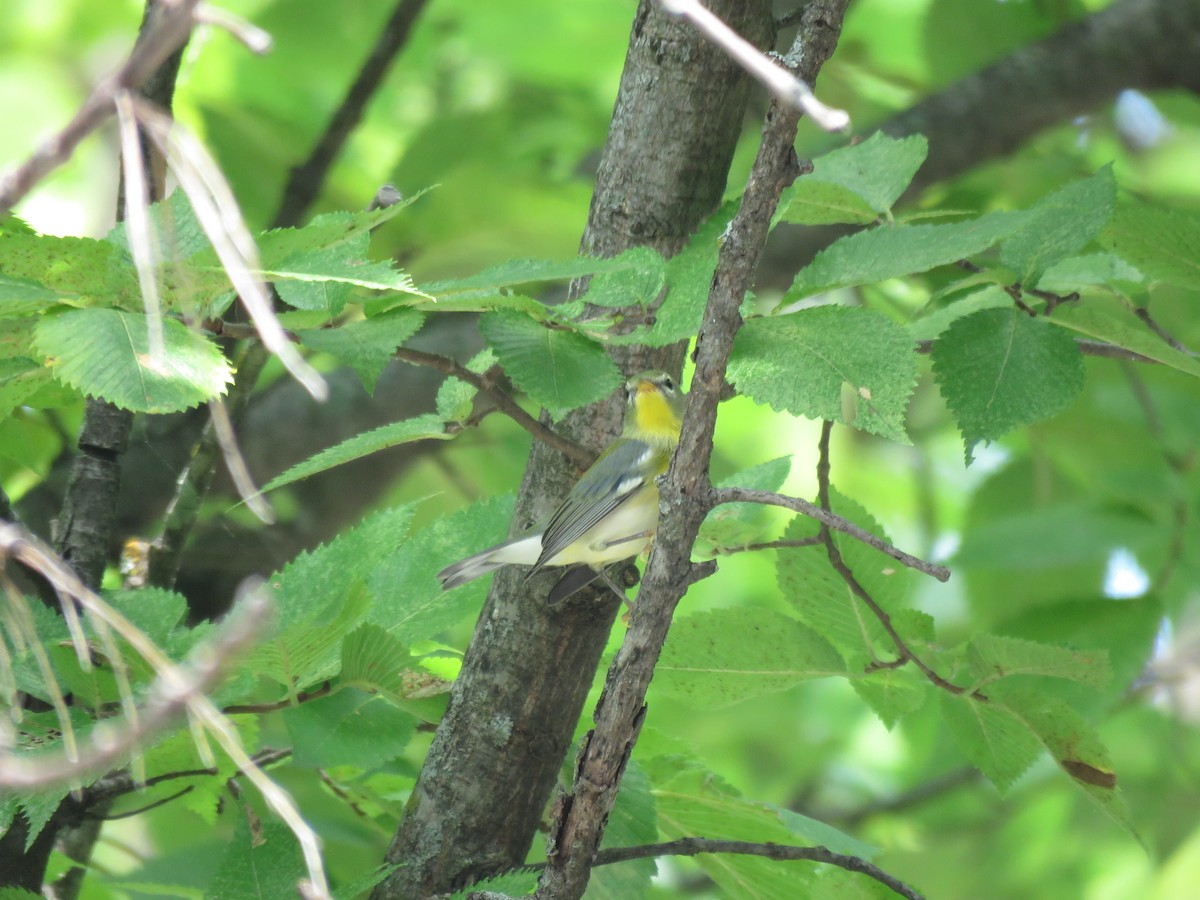 Parula Norteña - ML111093871