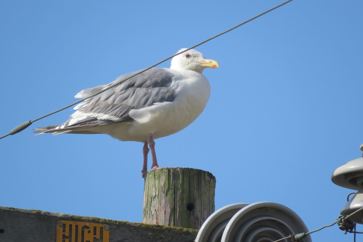 Glaucous-winged Gull - ML111097461