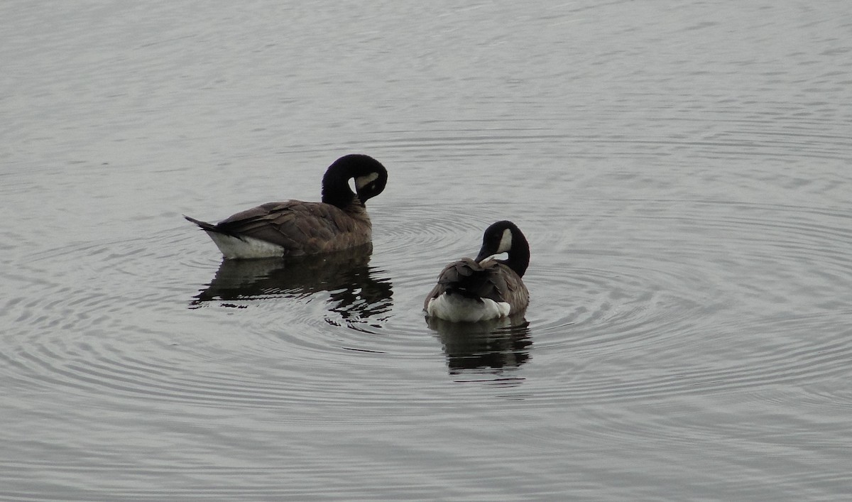 Canada Goose - Isidro Montemayor