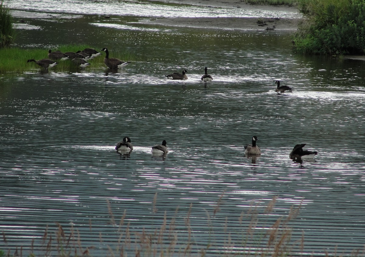 Canada Goose - ML111097631