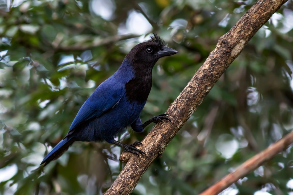 Azure Jay - ML111097691