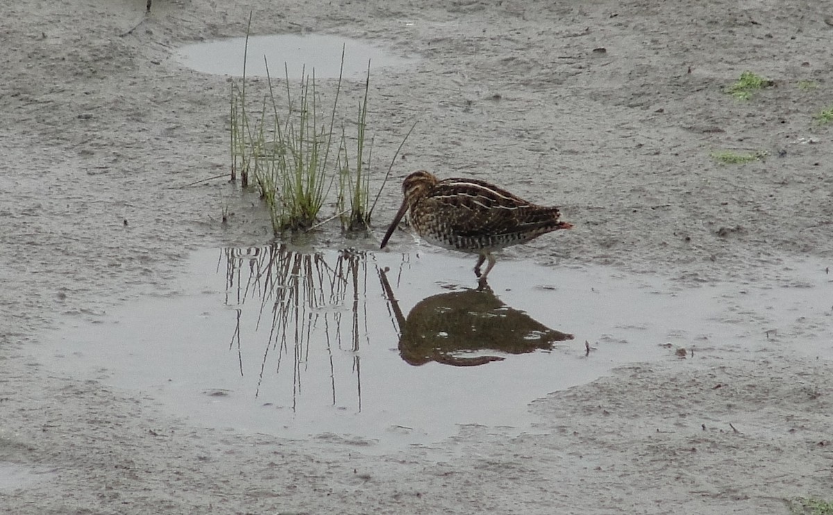 Wilson's Snipe - Isidro Montemayor