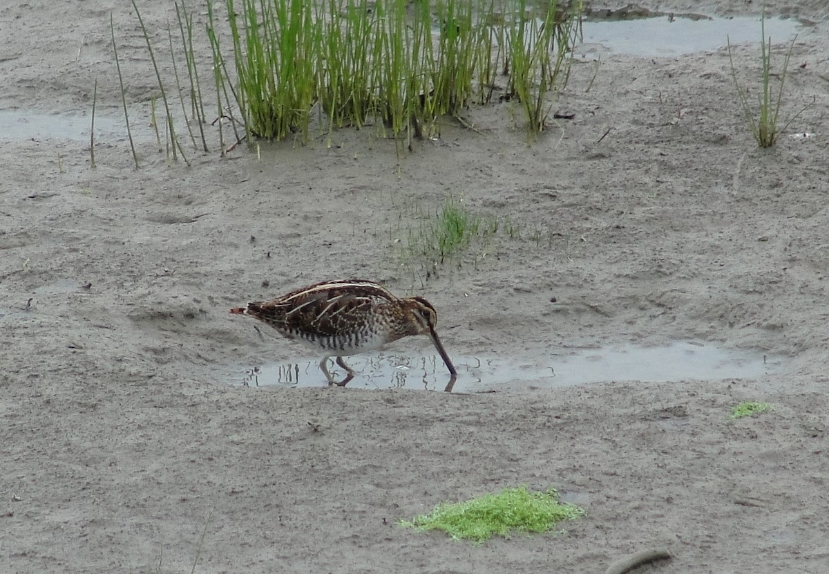 Wilson's Snipe - Isidro Montemayor