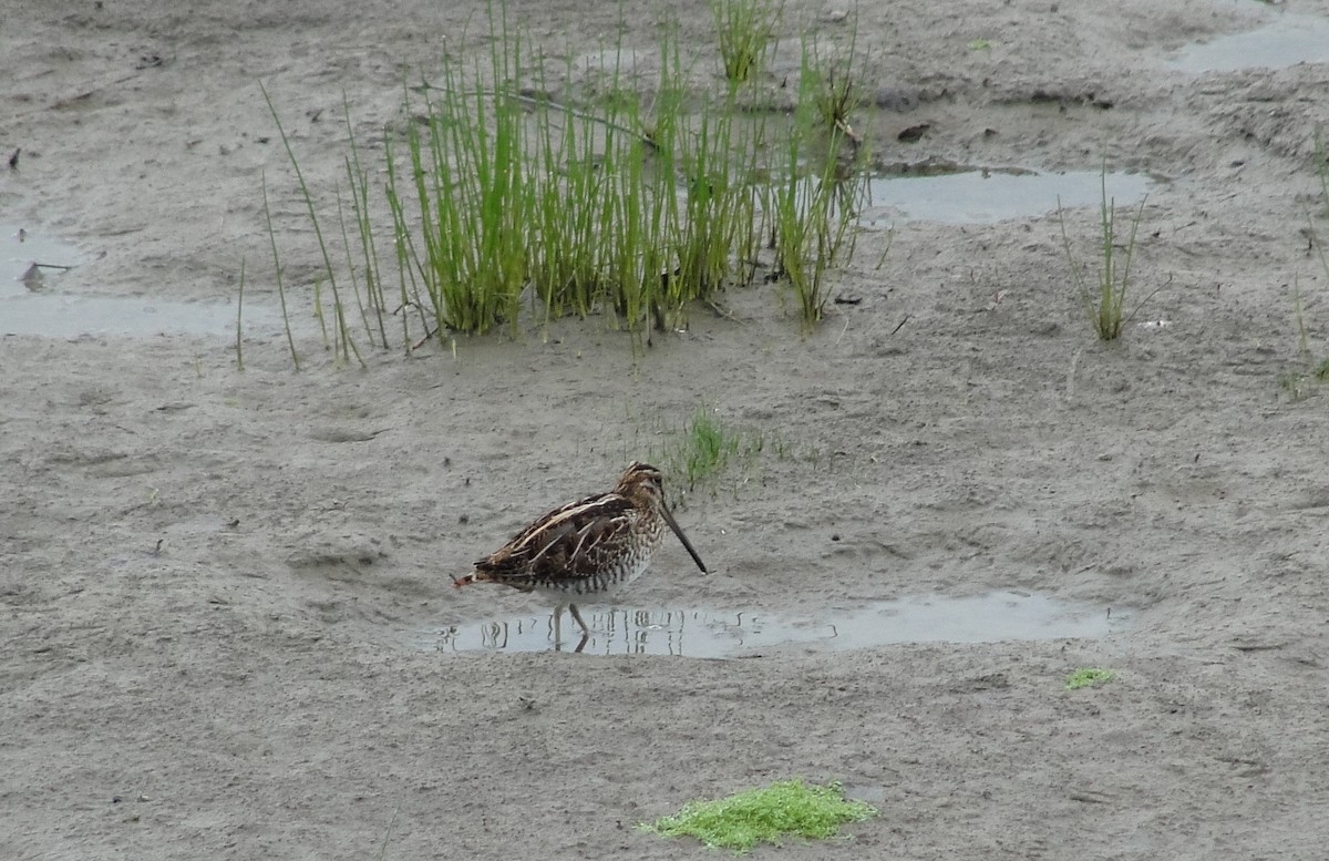 Wilson's Snipe - ML111097781