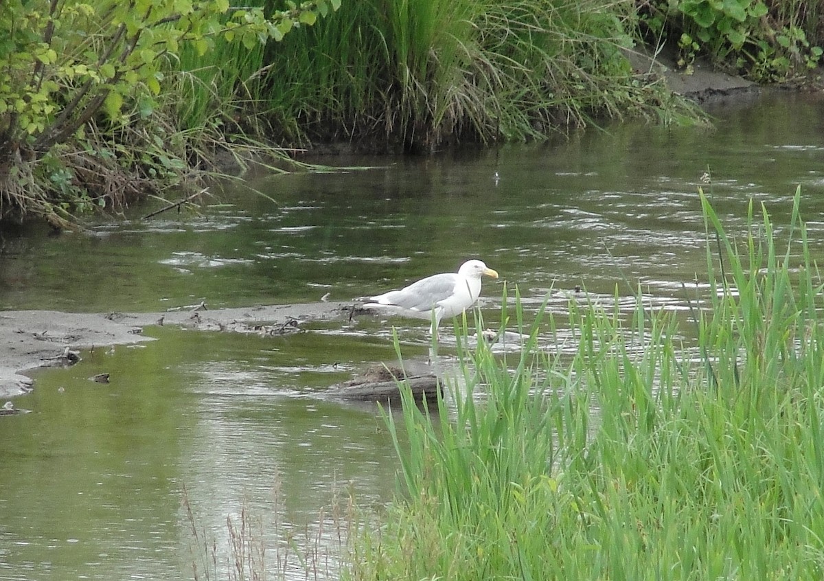 Herring Gull - ML111097981