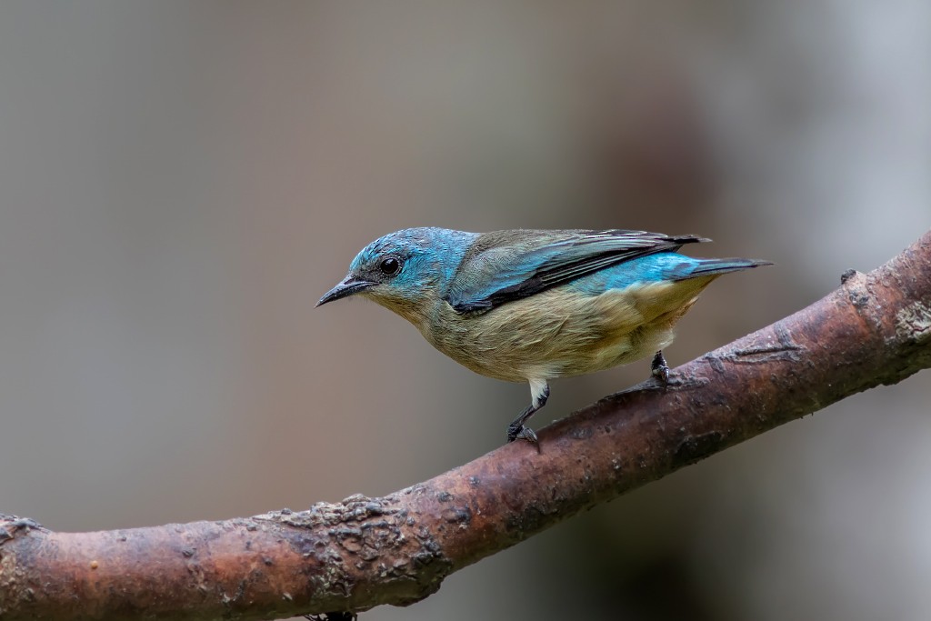 Black-legged Dacnis - ML111097991