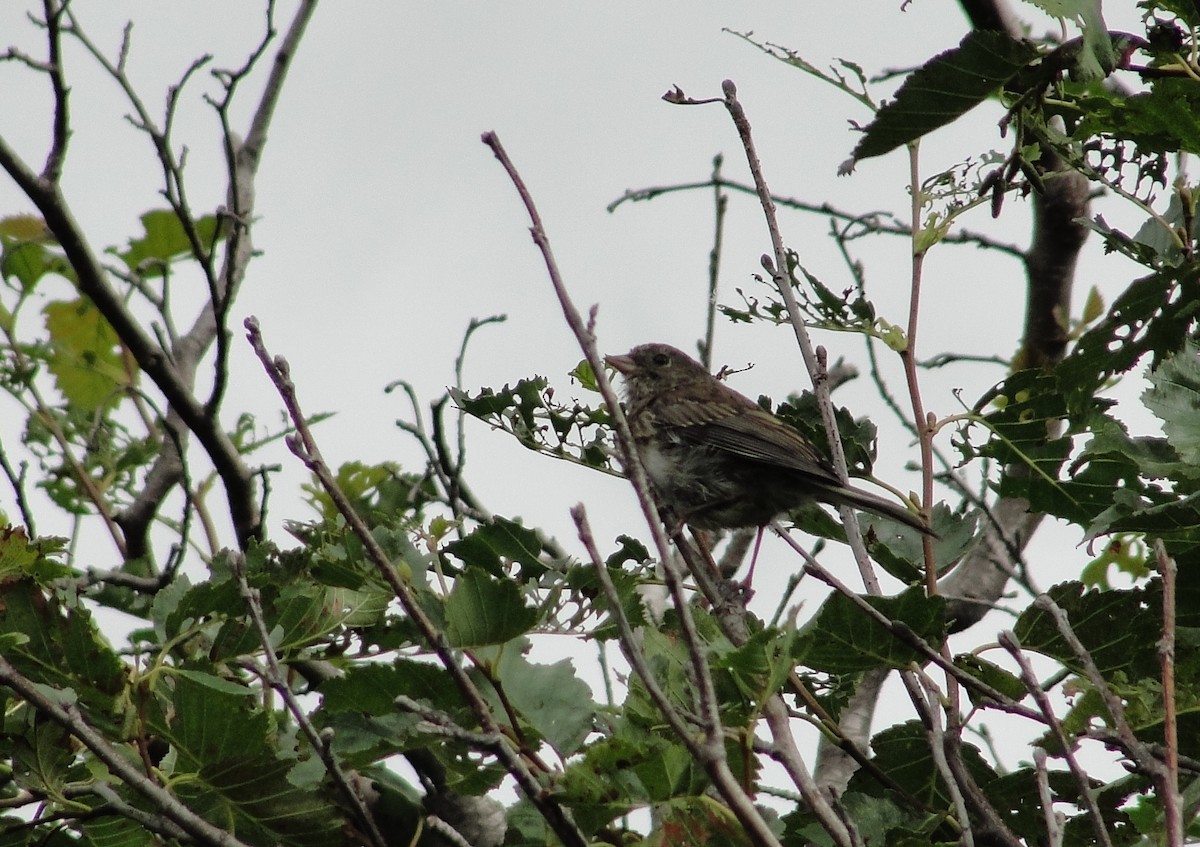 Dark-eyed Junco (Slate-colored) - ML111098211