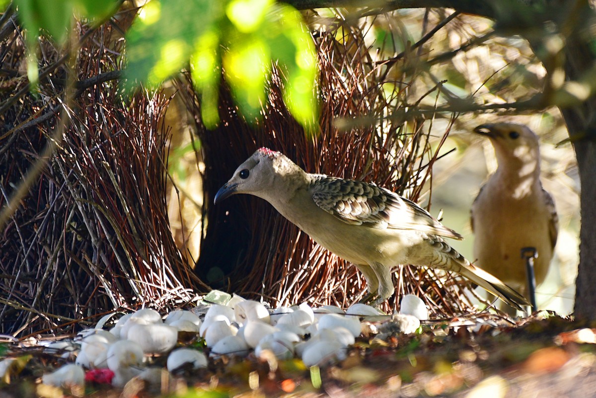 Great Bowerbird - ML111098221