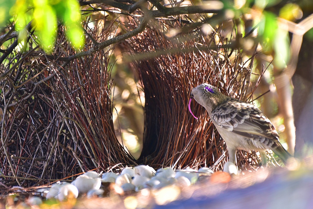 Great Bowerbird - Peter Lewis