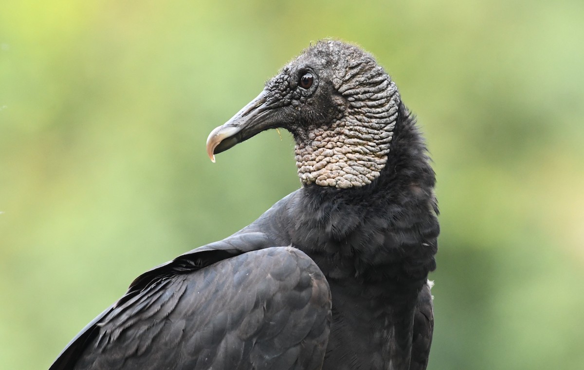 Black Vulture - ML111098241