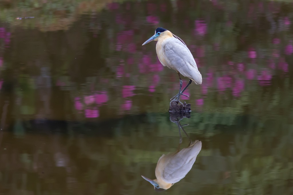 Capped Heron - ML111098391