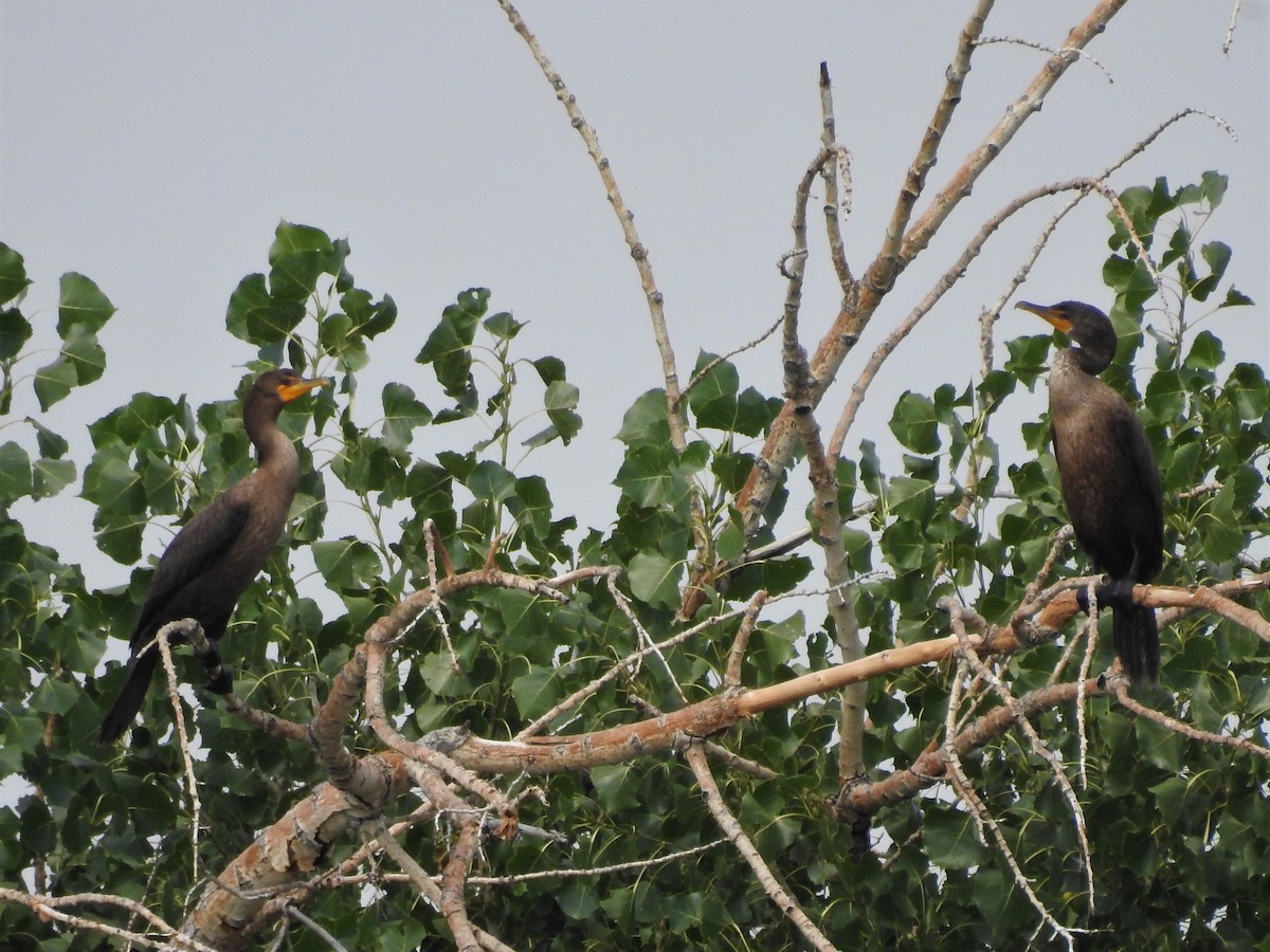 Double-crested Cormorant - Alan Ketcham