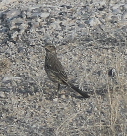 Sage Thrasher - ML111098751