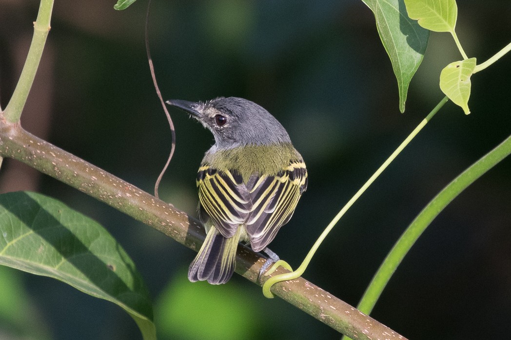 Slate-headed Tody-Flycatcher - ML111098761