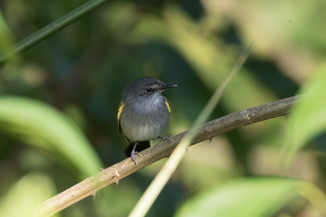 Slate-headed Tody-Flycatcher - Silvia Faustino Linhares