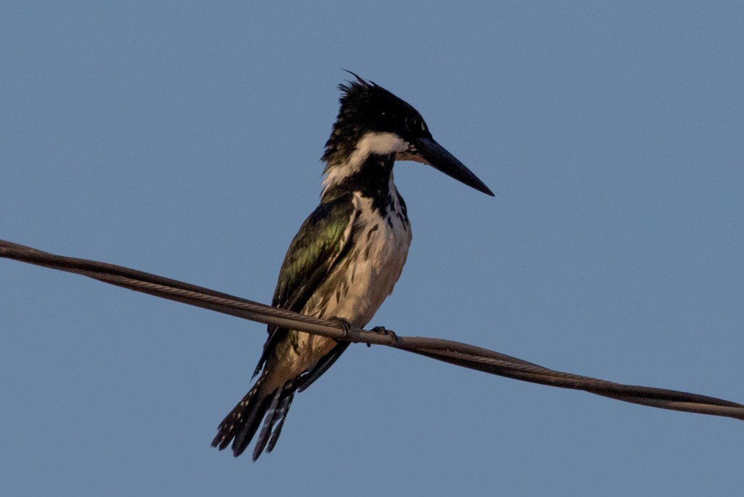 Amazon Kingfisher - ML111099451