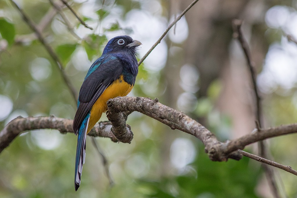 Green-backed Trogon - ML111099481