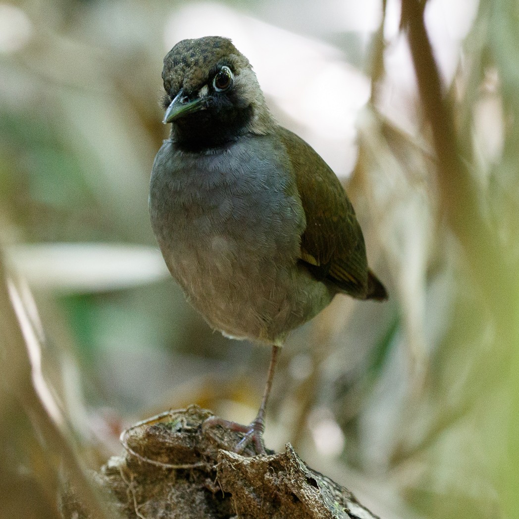 Black-faced Antthrush - ML111099991