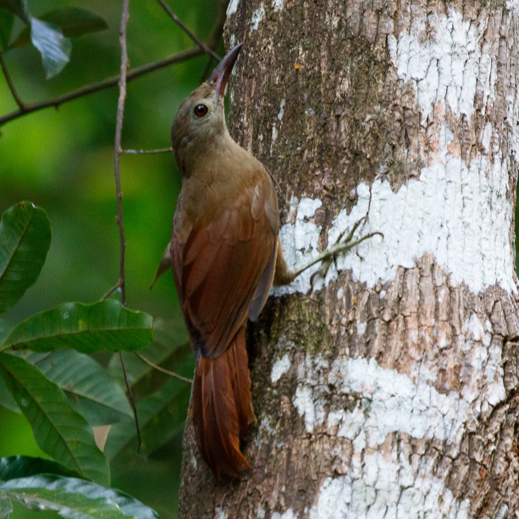 Uniform Woodcreeper (Brigida's) - ML111100551