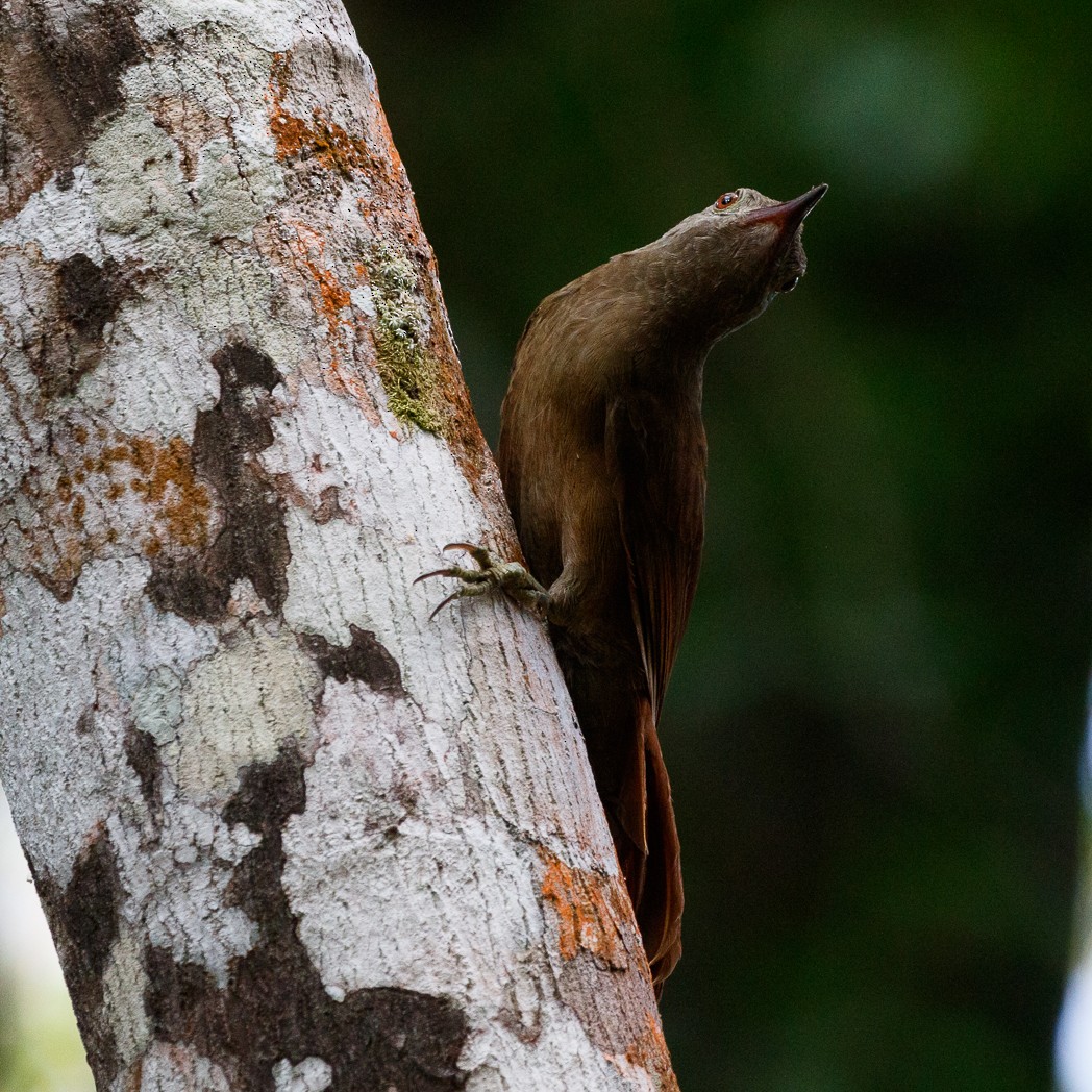 Uniform Woodcreeper (Brigida's) - ML111100561