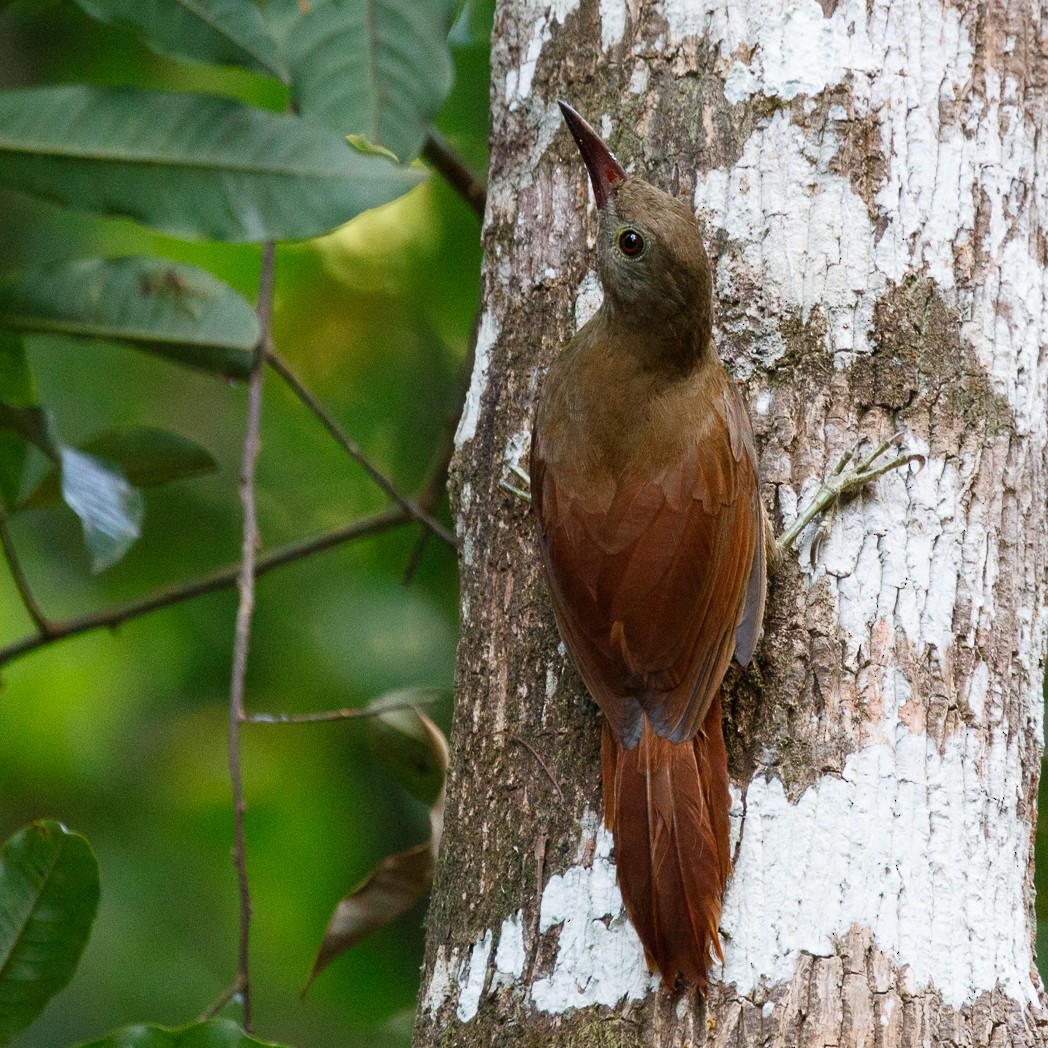 Uniform Woodcreeper (Brigida's) - ML111100571