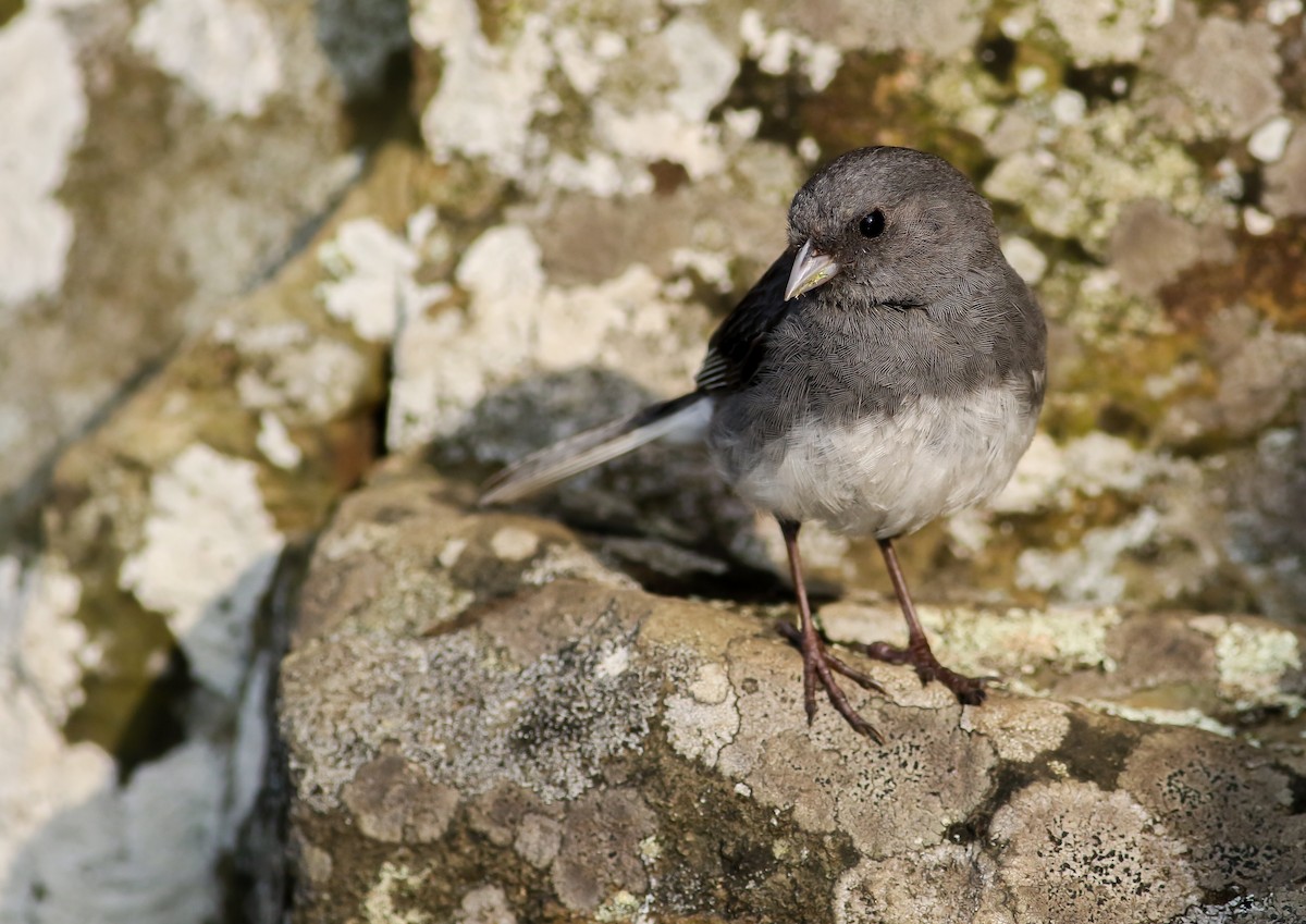 Dark-eyed Junco (Slate-colored) - ML111100721