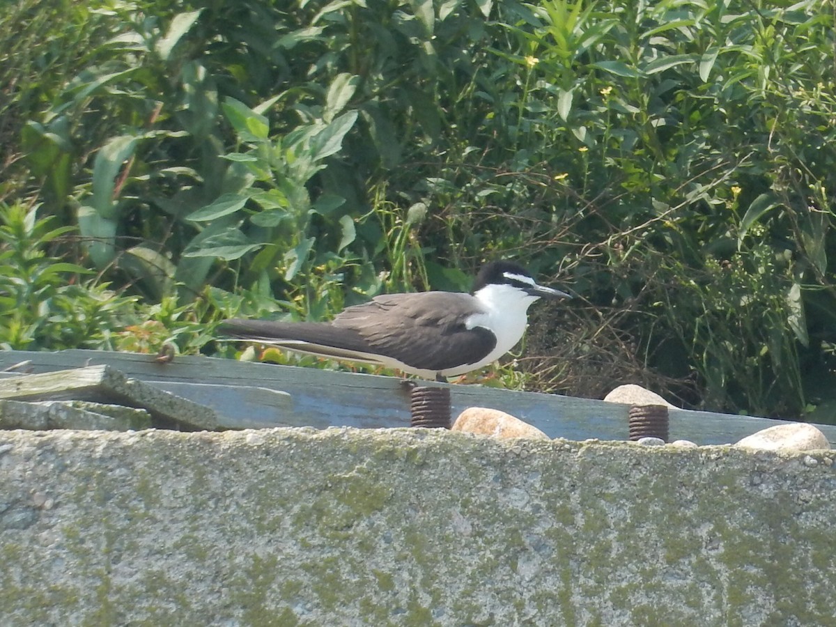 Bridled Tern - Peter Paul