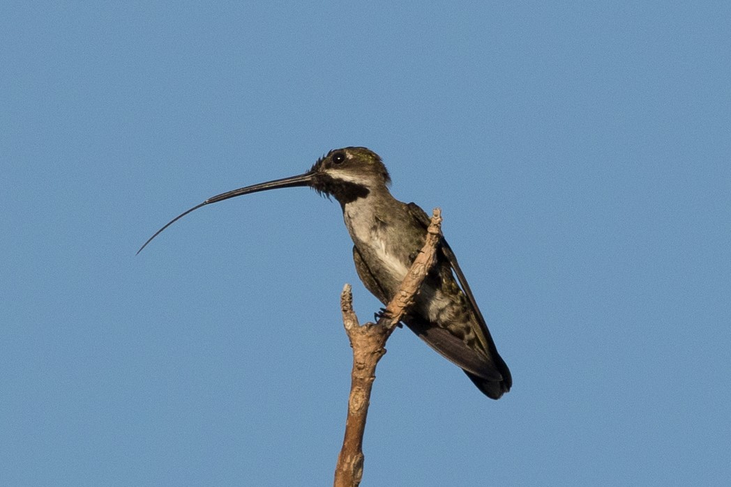 kolibřík hvězdohrdlý - ML111101201