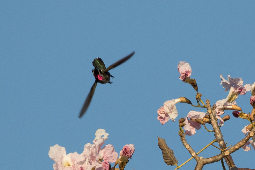 kolibřík hvězdohrdlý - ML111101211
