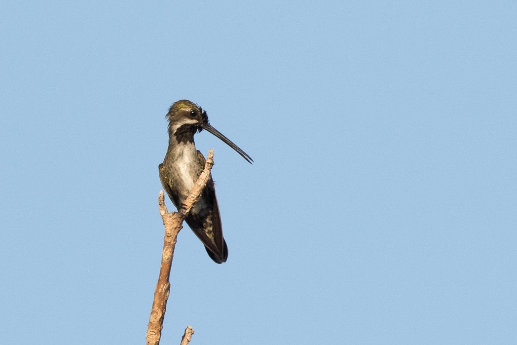 kolibřík hvězdohrdlý - ML111101221